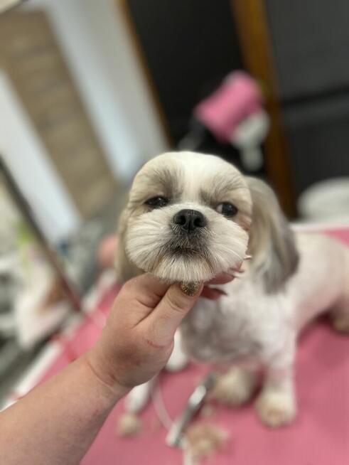 Strzyżenie i pielęgnacja zwierząt Salon Groomerski Łapka