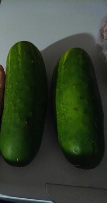 Nasiona ogórków wschodnich Pomidorów kolekcja