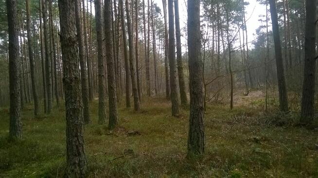 Działka Rekreacyjna w sąsiedztwie rzeki Warta