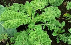 Nasiona ogórków wschodnich Pomidorów kolekcja