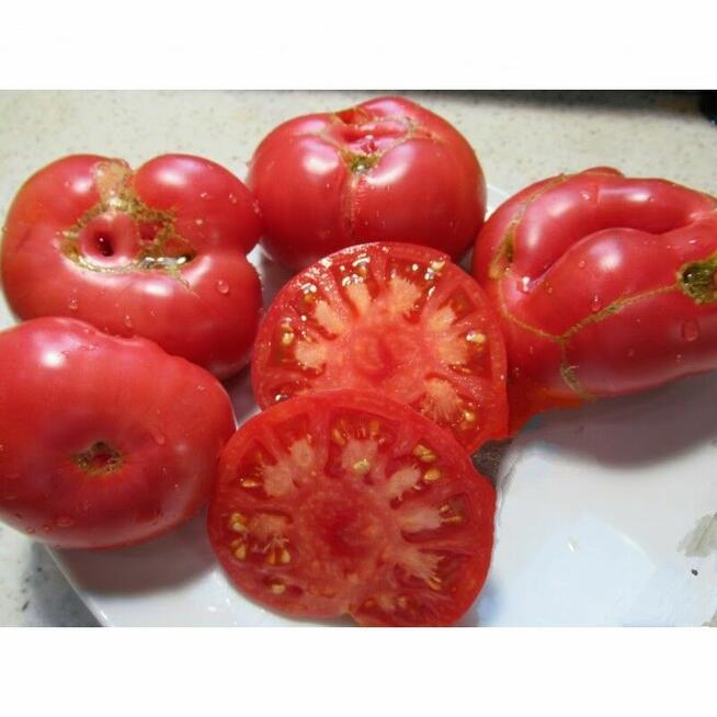Nasiona ogórków wschodnich Pomidorów kolekcja