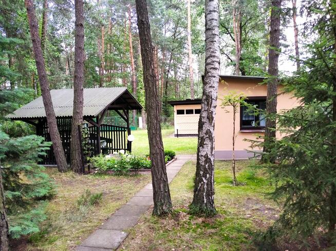 Działka Leśna pod zabudowę jednorodzinną gm. Drużbice