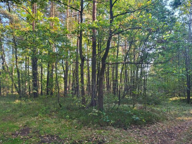 Sprzedam działkę leśną Myszków 7467 m2