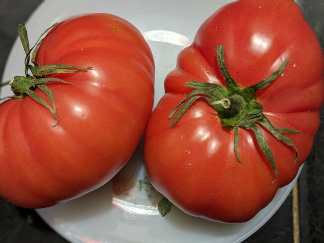 Pomidor Malinowy gigant Babcina Malinówka do kolekcji