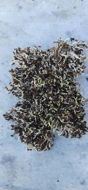 Facelia błękitna nasiona 8 zł / kg zbiór 2024