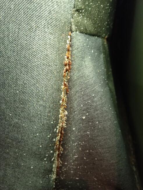 Odpluskwianie Łódź - Najtaniej!!!!!