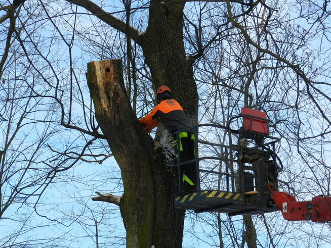 Wycinka drzew, usługi podnośnikiem koszowym, zwyżka