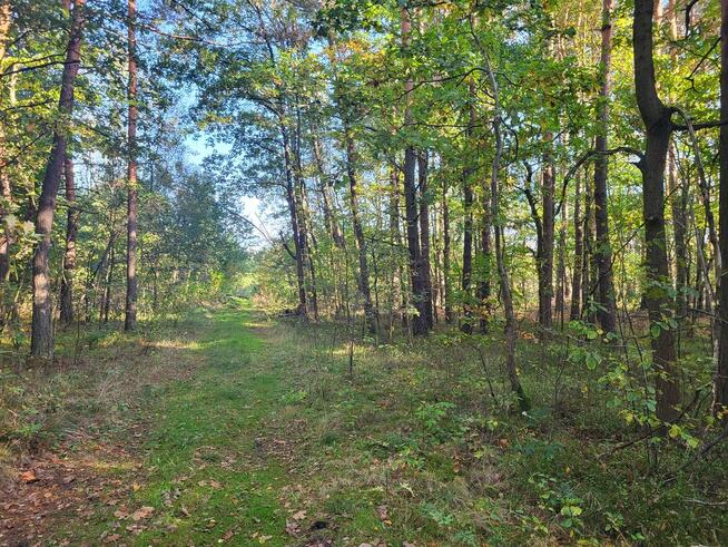 Sprzedam działkę leśną Myszków 7467 m2