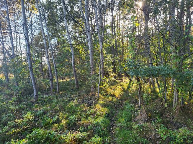 Sprzedam działkę leśną Myszków 7467 m2