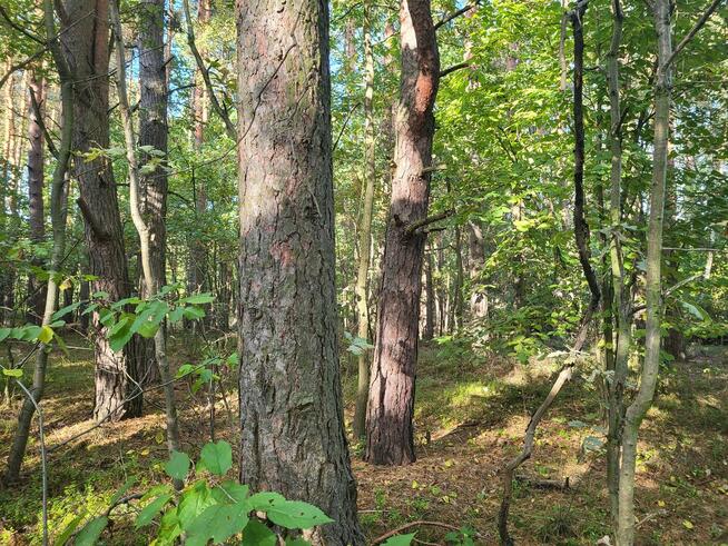 Sprzedam działkę leśną Myszków 7467 m2