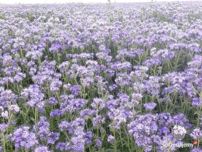 Facelia błękitna nasiona 8 zł / kg zbiór 2024