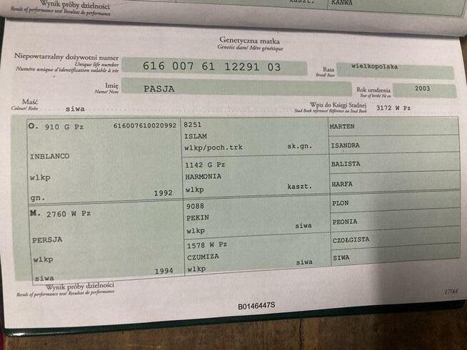 3-letnia klacz wielkopolska