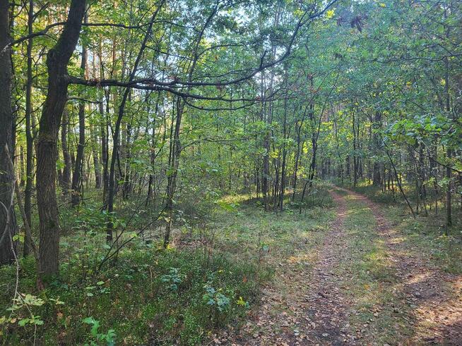 Sprzedam działkę leśną Myszków 7467 m2