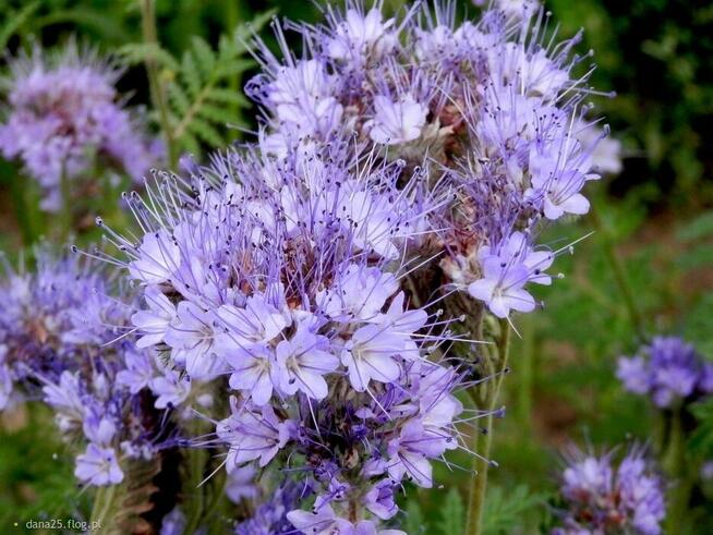 Facelia błękitna nasiona 8 zł / kg zbiór 2024