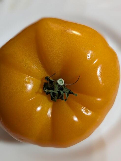 Nasiona Eco Pomidor żółty malinowy dużo odmian kolekcja