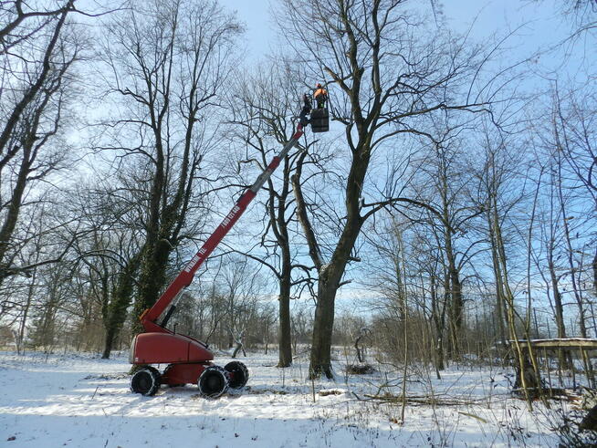 Wycinka drzew, usługi podnośnikiem koszowym, zwyżka