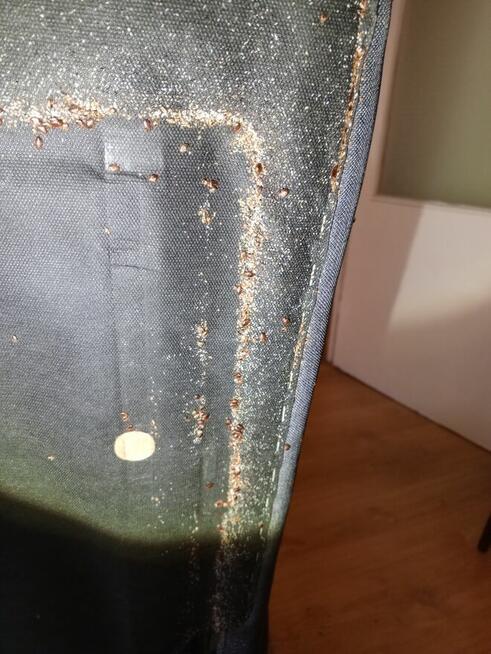 Odpluskwianie Łódź - Najtaniej!!!!!