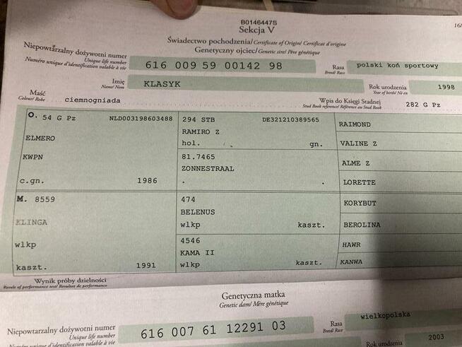 3-letnia klacz wielkopolska