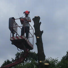 Wycinka drzew, usługi podnośnikiem koszowym, zwyżka