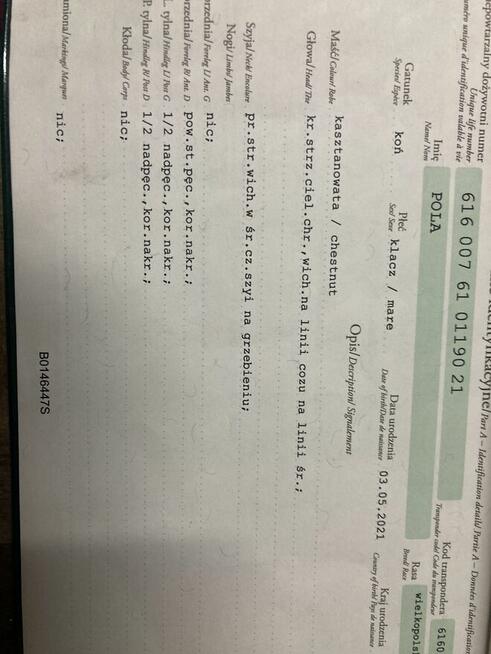 3-letnia klacz wielkopolska