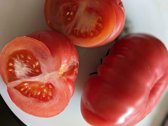 Arbuz Siberian słodki nasiona