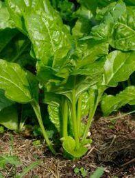 Burak zimowy Nasiona Koper na suszę koper krzaczasty