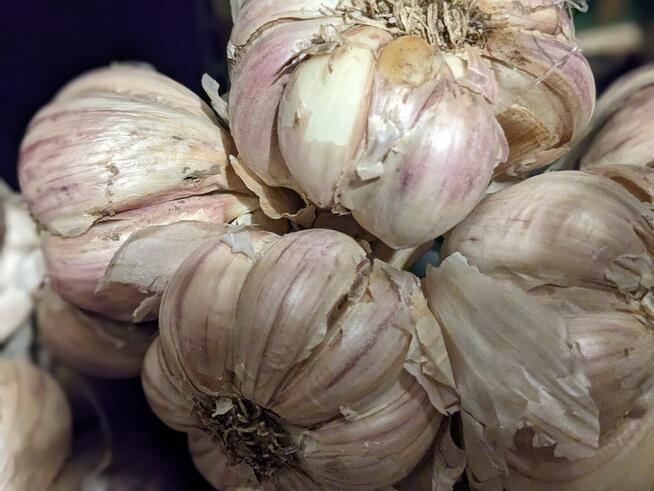 Burak zimowy Nasiona Koper na suszę koper krzaczasty