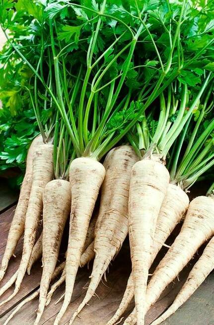 Burak zimowy Nasiona Koper na suszę koper krzaczasty