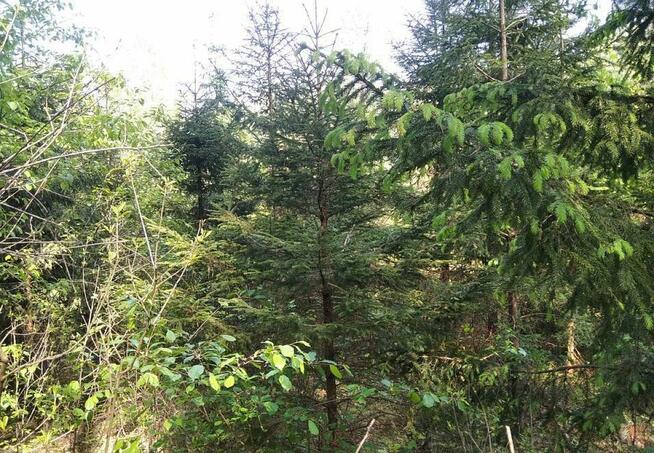 Działka leśna Jankowo-Młodzianowo gm. Nowogród