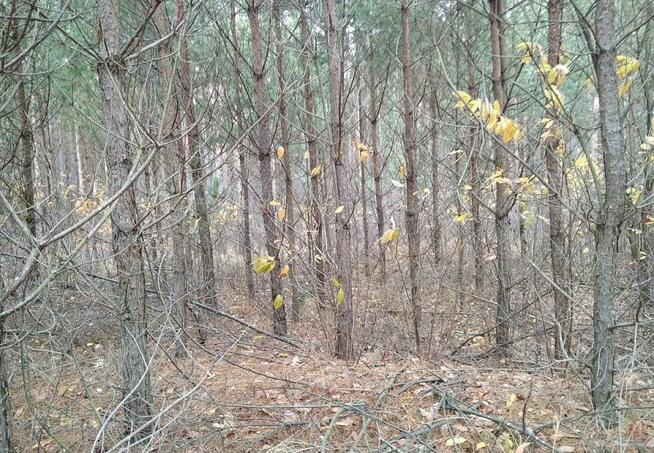 Działka leśna Jankowo-Młodzianowo gm. Nowogród