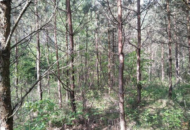 Działka leśna Jankowo-Młodzianowo gm. Nowogród