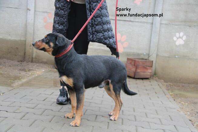 Sparky - Sympatyczny pies rozgląda się za nowym domkiem!