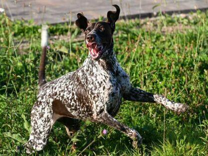 Ośrodek Szkolenia Psów Family DOG