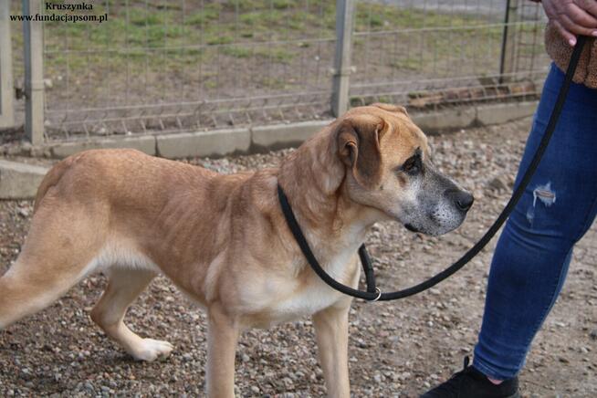 Kruszynka cudowna, dzielna sunia