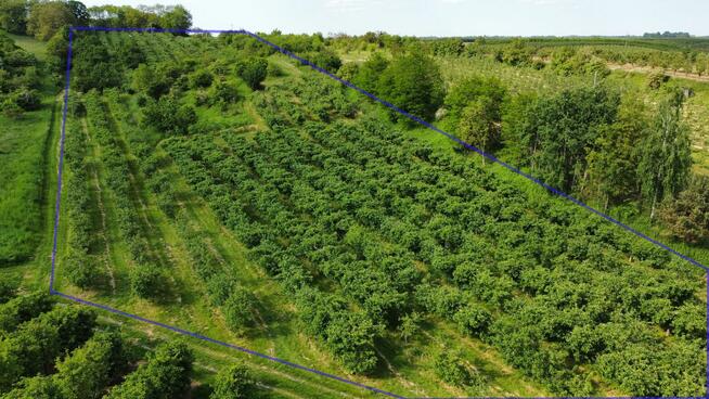 Działka pod winnicę Sandomierz