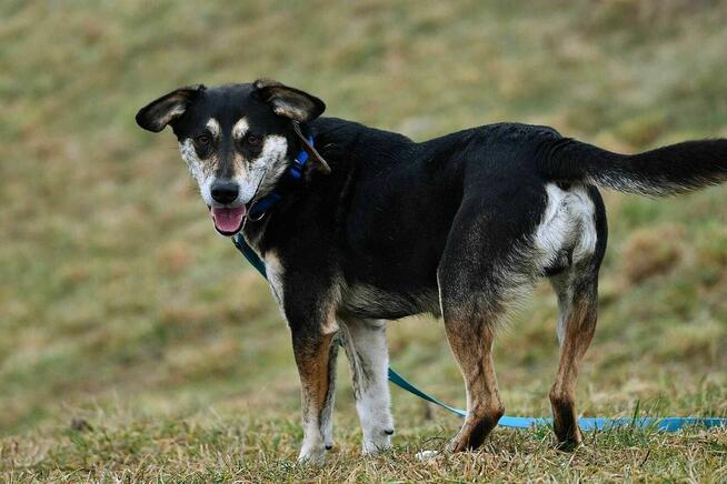 Korek szuka domu, pies, piękne umaszczenie
