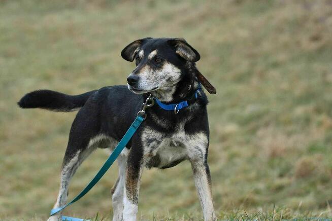 Korek szuka domu, pies, piękne umaszczenie