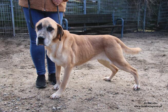 Kruszynka cudowna, dzielna sunia