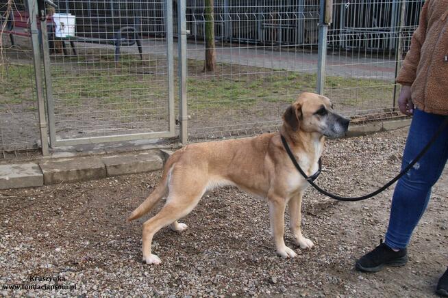 Kruszynka cudowna, dzielna sunia