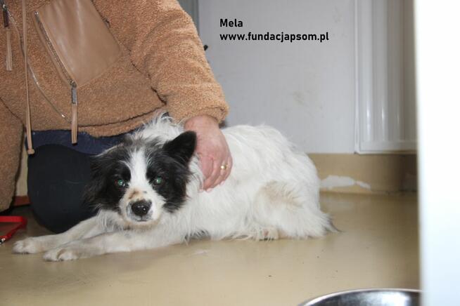 Mela - przestraszona suczka szuka kochającego domu