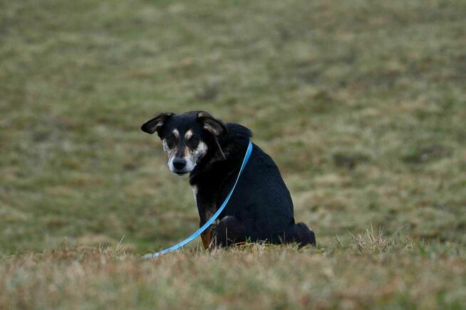 Korek szuka domu, pies, piękne umaszczenie