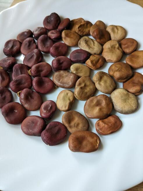 Bób karmazyn czerwony