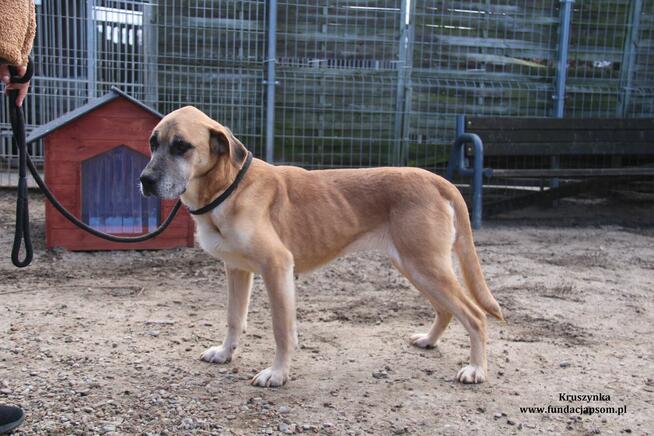 Kruszynka cudowna, dzielna sunia