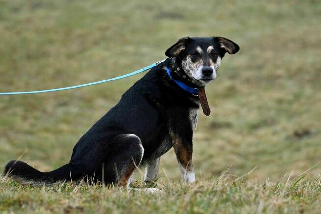 Korek szuka domu, pies, piękne umaszczenie