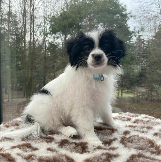 Phalene nie papillon, miniaturowy spaniel kontynentalny