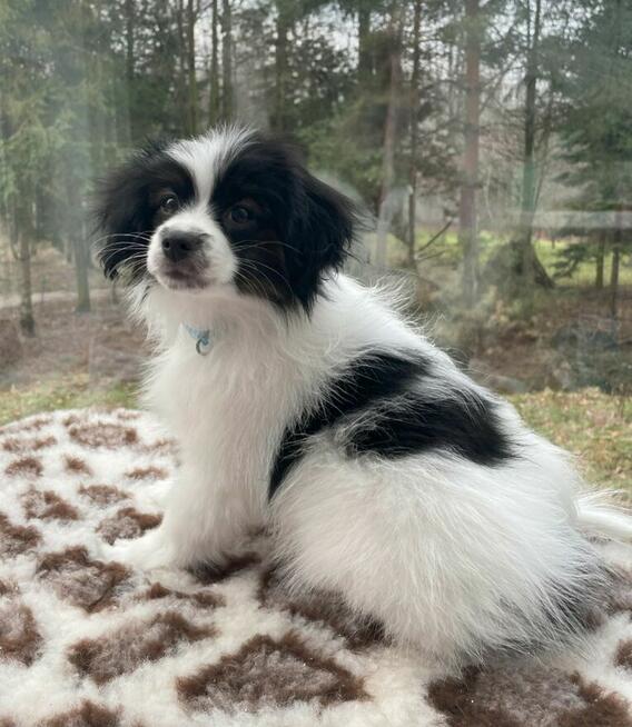 Phalene nie papillon, miniaturowy spaniel kontynentalny