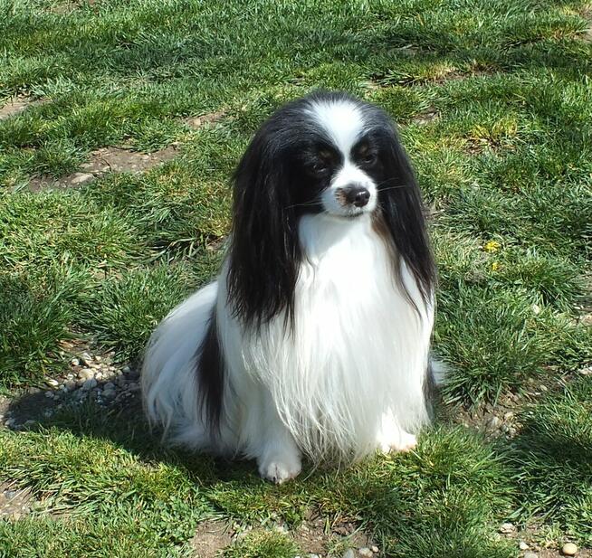 Phalene nie papillon, miniaturowy spaniel kontynentalny