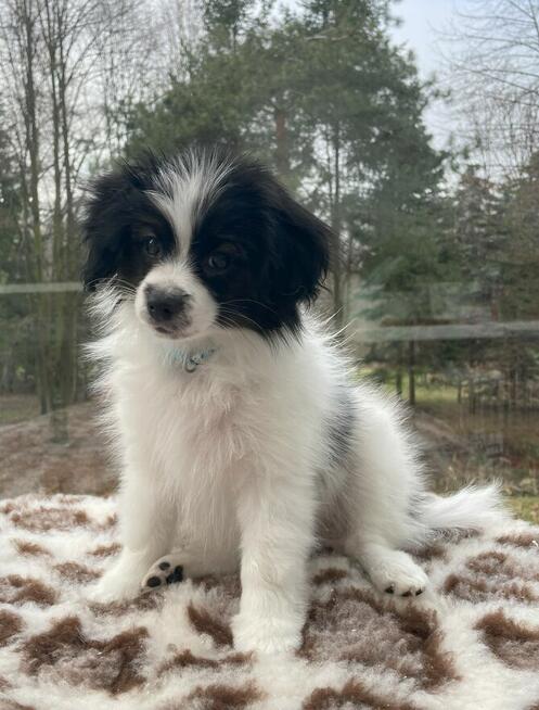 Phalene nie papillon, miniaturowy spaniel kontynentalny