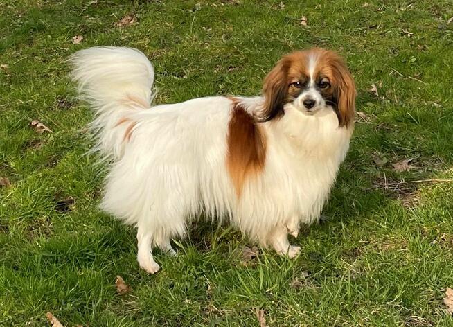 Phalene nie papillon, miniaturowy spaniel kontynentalny