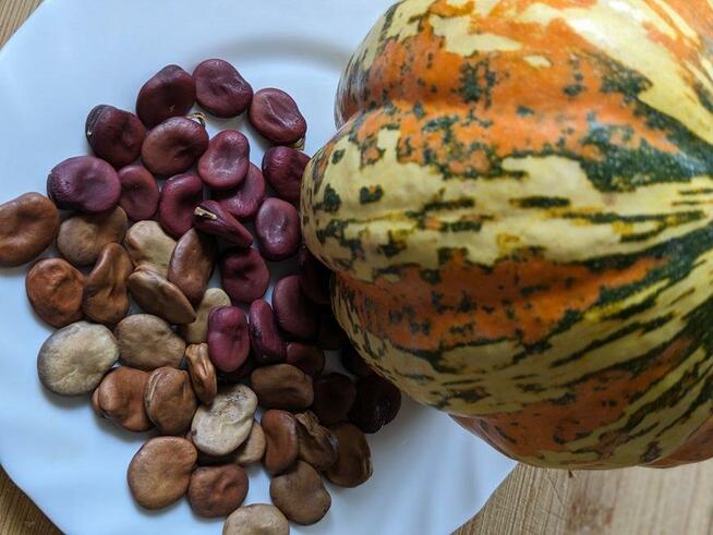 Bób rosyjski nasiona super siła kolekcja